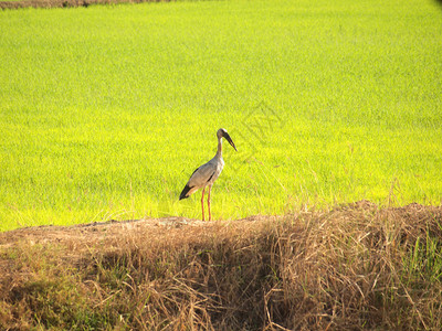 在泰国的田野里寻找食物的鸟图片