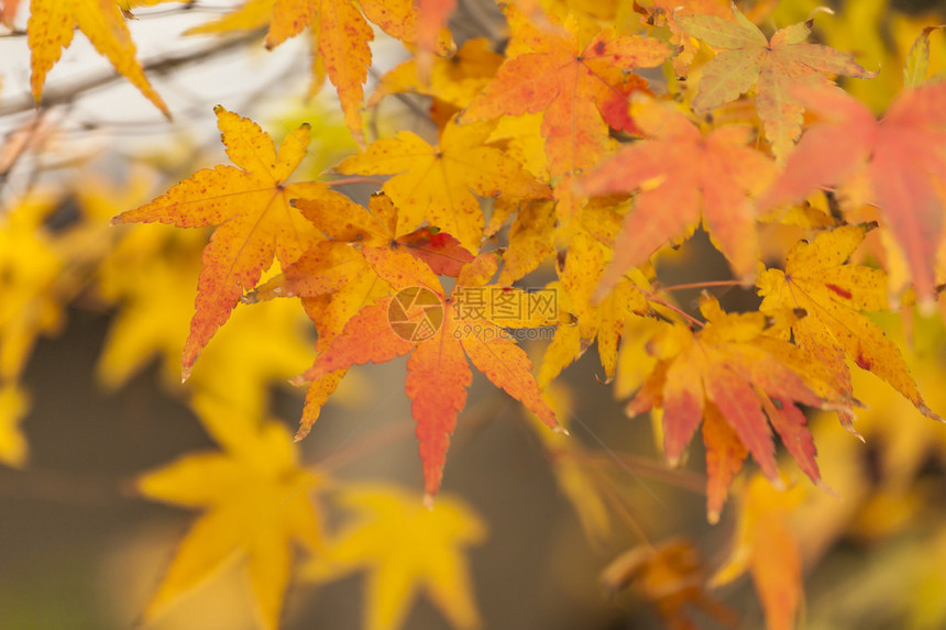 日本秋天的黄叶图片