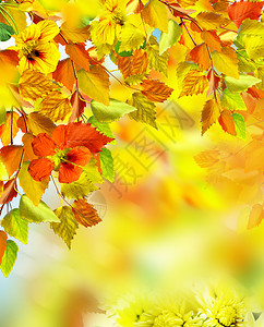 秋天的树叶秋天图片