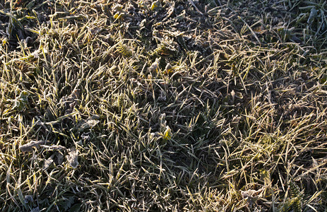绿色草地上的冰霜图片