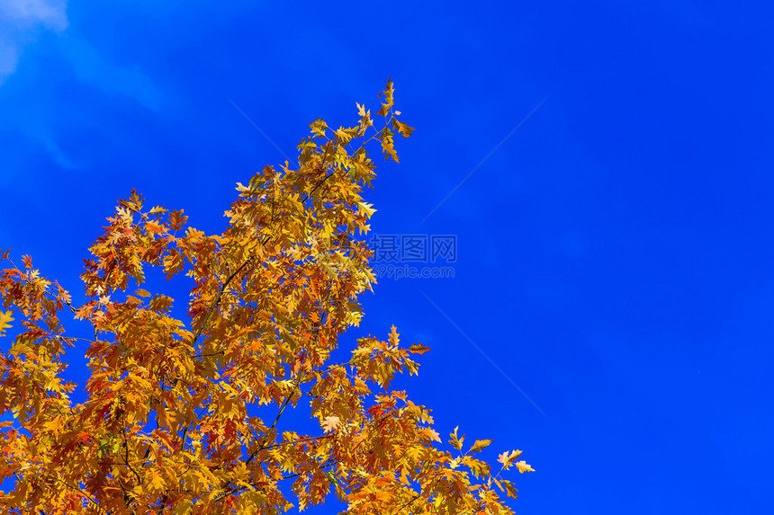 秋天空背景下的橙树叶OrangelevesintheBlacko图片