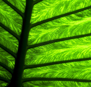 在光线下紧闭绿黑叶和血管的抽象背景宏观缩贴于绿色背景图片