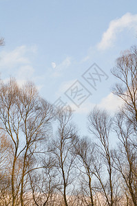 冬天的空光秃的树小云和图片