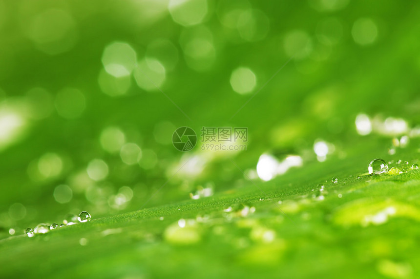新鲜绿色叶子背景的雨滴下于新图片