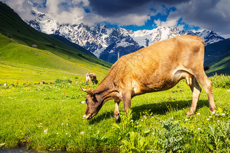 牛在什哈拉山脚下的高山草甸上吃草图片