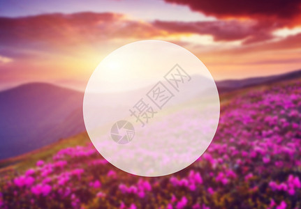 夏季山上神奇的粉红色杜鹃花戏剧场景喀尔巴阡图片