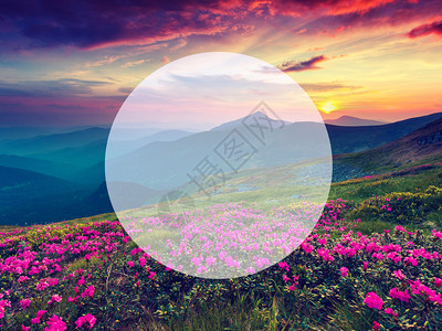 夏季山上神奇的粉红色杜鹃花戏剧阴天喀尔巴阡图片