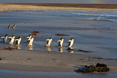 Gentoo企鹅集团Pygoscelispapua在福克兰群岛自图片