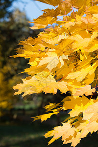 德国秋天的黄色秋叶图片