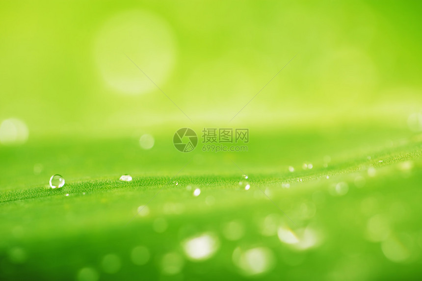 水滴和绿叶纹理抽象背景图片