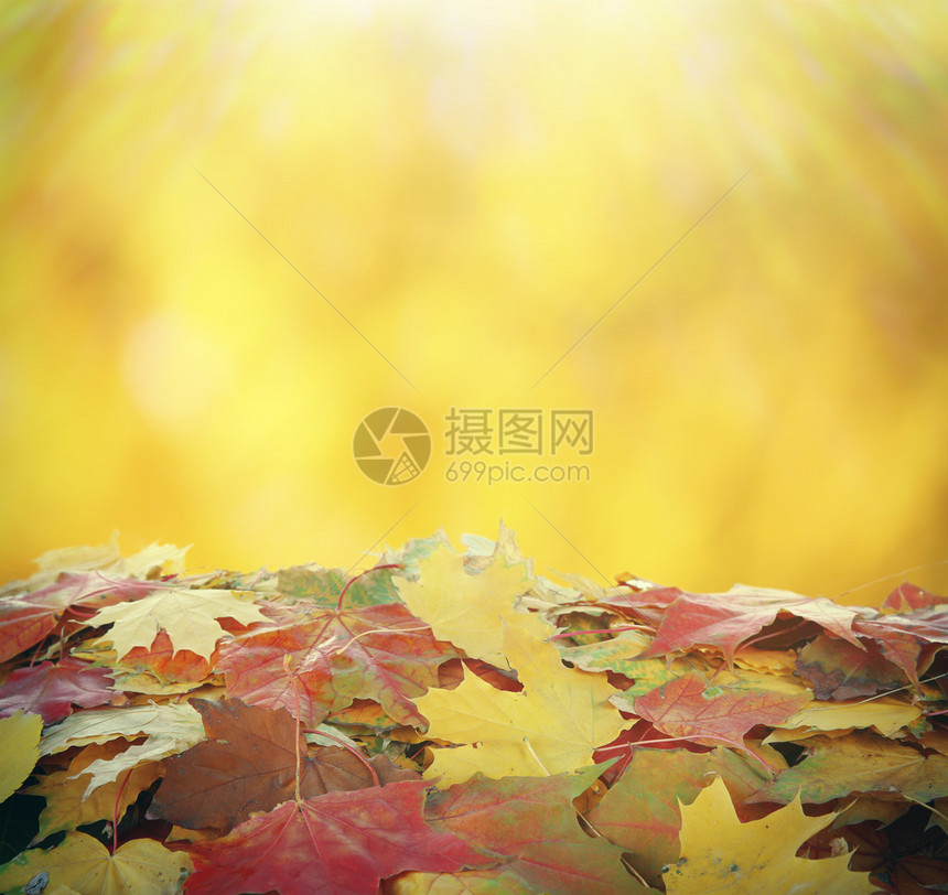自然秋季背景下的枫叶堆图片