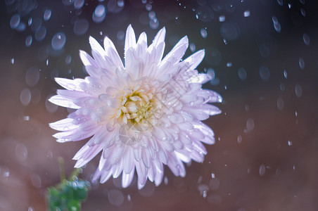 背景散与水滴上的菊花图片