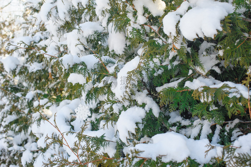 冬季公园里美丽的白雪覆盖的树枝图片