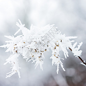 树枝上的冰晶冬天背景图片