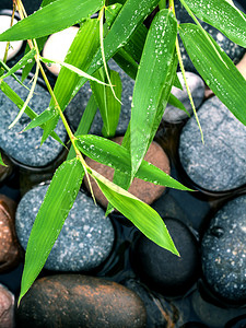 斯通河水泉处理场和竹叶雨滴图片