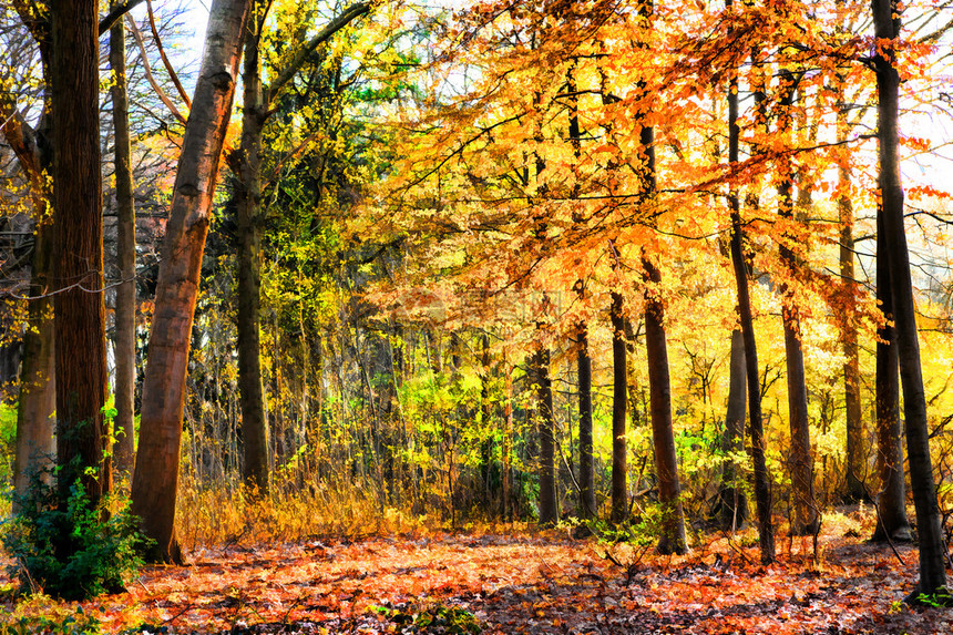 秋天颜色的美丽的森林图片