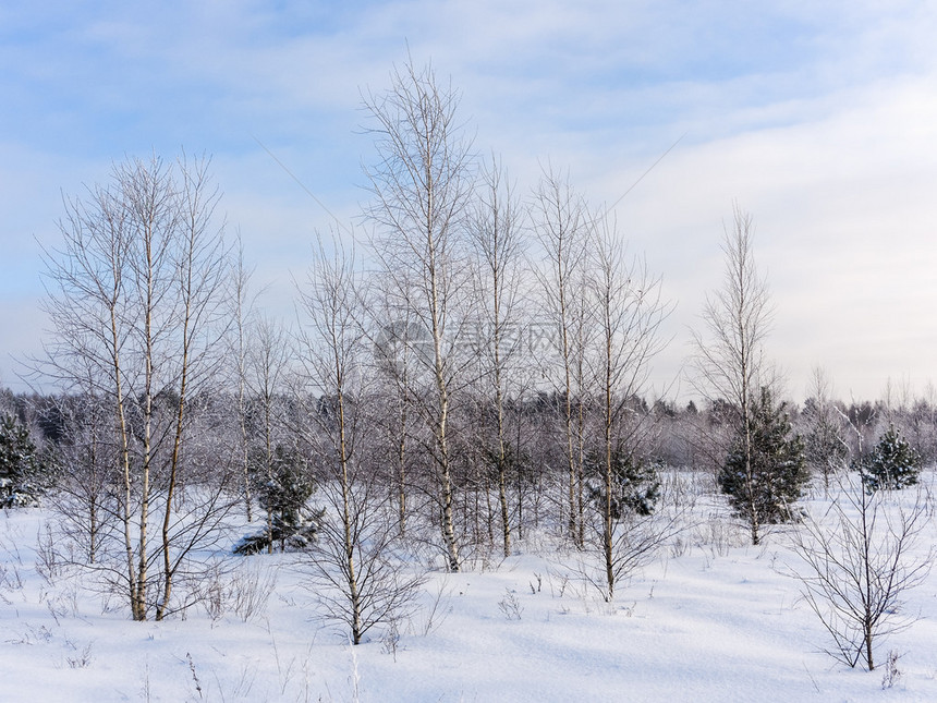 冬季风景树林中图片