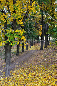 黄绿叶景观公园树木森林户外图片