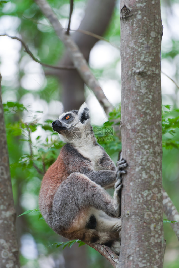 LemurLemurcatta用大而明亮的橙色眼睛和马达加斯分图片