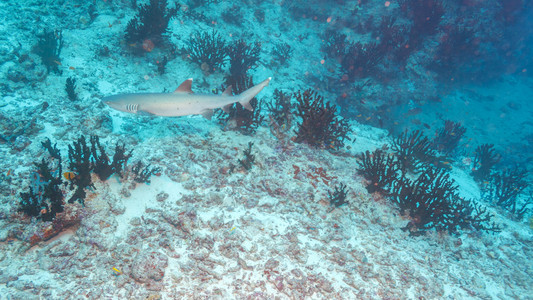 白礁鲨鱼TriaenodonOpeesus图片