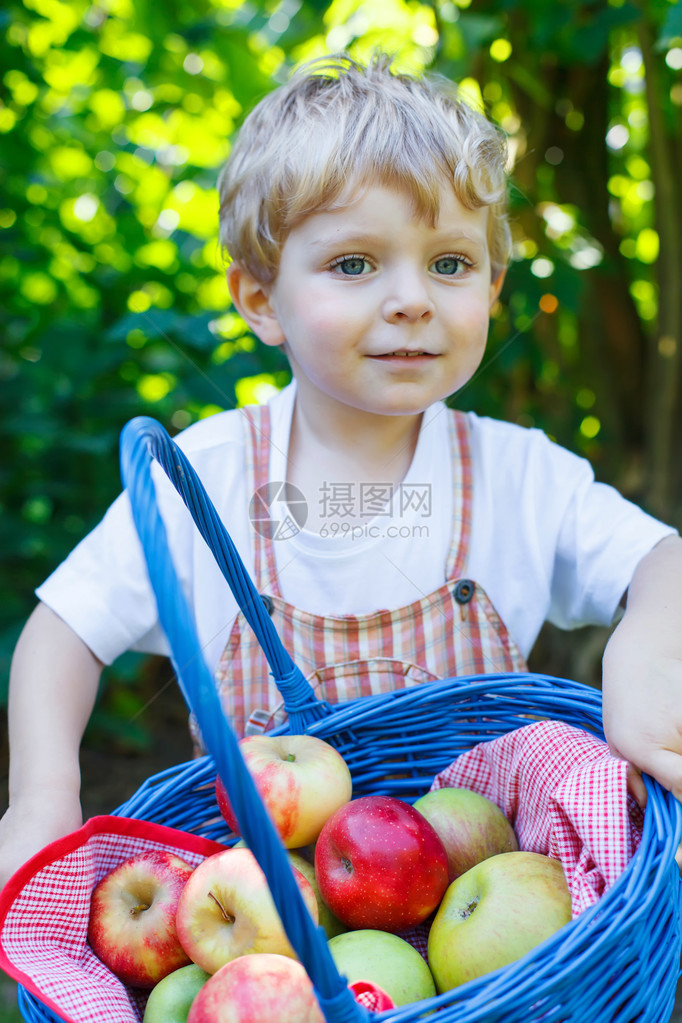 有趣的小男孩带着蓝色的大篮子在户外的果园里采摘和吃红苹果孩子玩园艺和收获生活方式有机食图片