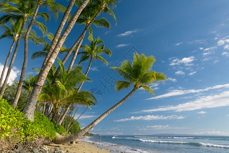 有棕榈树的热带海滩图片