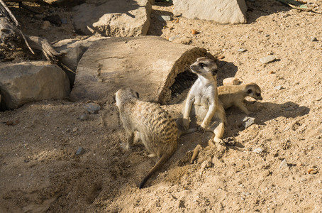 猫鼬动物自然图片