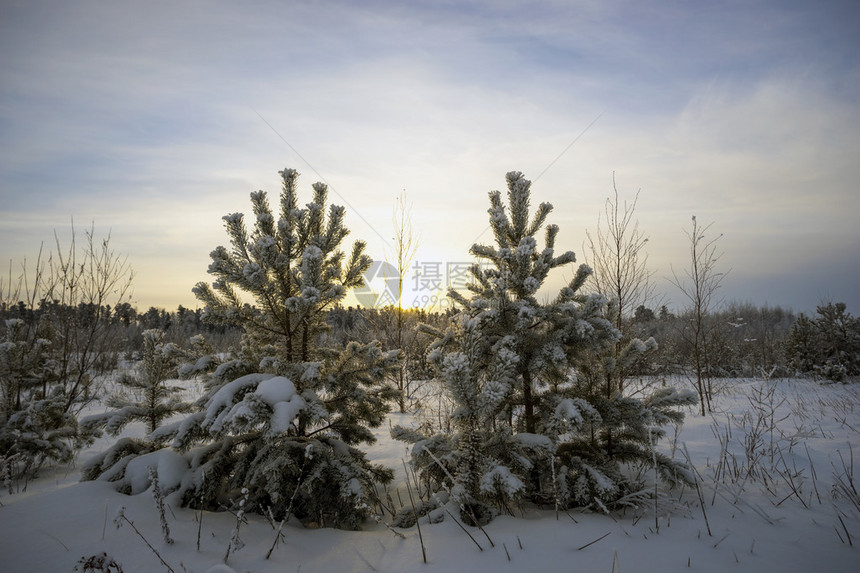 冬天的风景日落时的白雪覆盖的森林图片