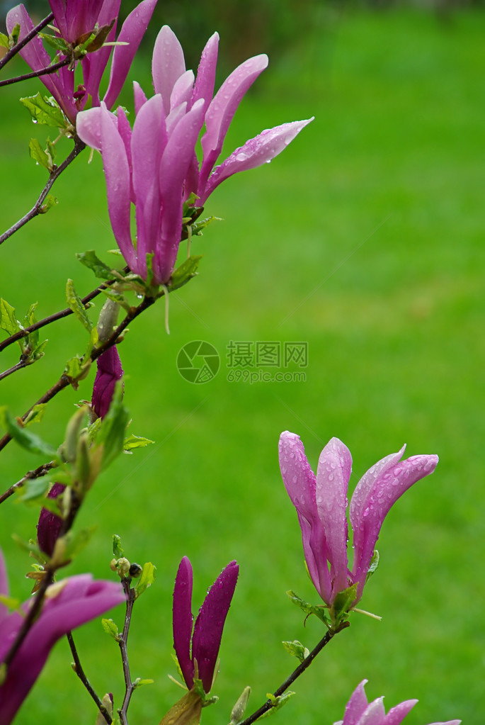 春天的紫玉兰花图片