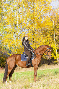 秋天自然的马背上的马术图片
