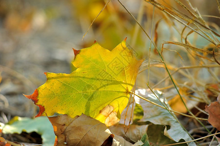 秋天黄绿色的枫叶躺在草丛中图片