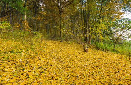 美丽的野生秋季森林与五颜六色的落叶秋天的波兰森林图片