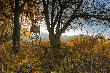 秋天的森林和草原在阳光明媚的早图片