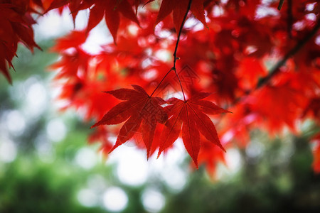 秋天叶的树叶颜色图片