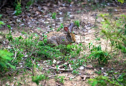 斯里兰卡岛上的野兔图片