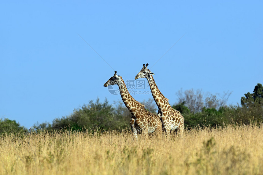 草原MasaiMara公园的G图片