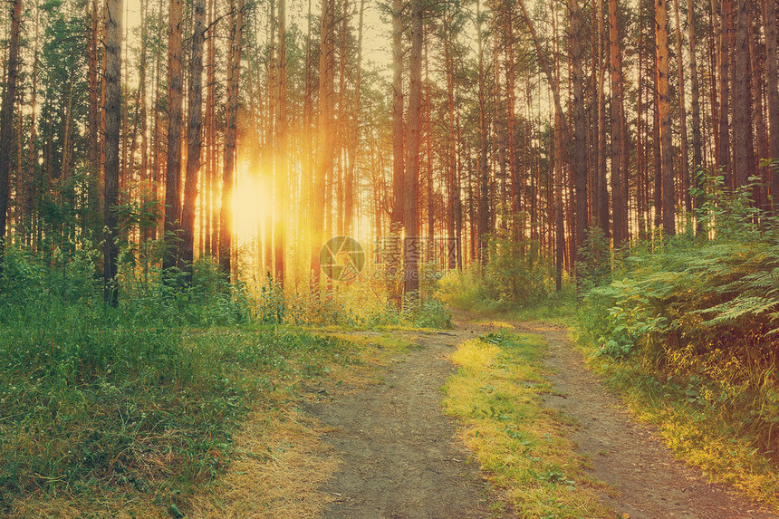 森林中的日落肮脏的道路倒退的胶片过图片