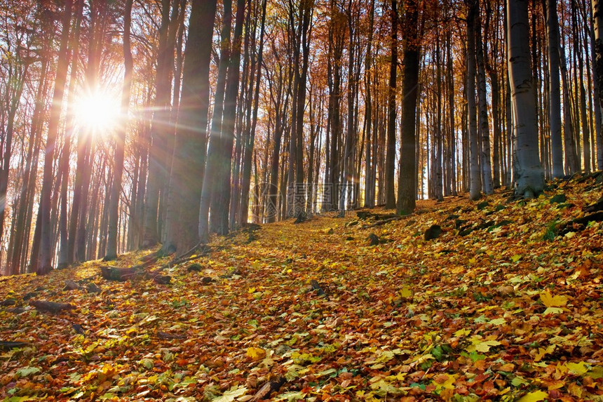 秋天森林的日出图片