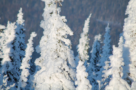 雪中森林冬季山林树图片