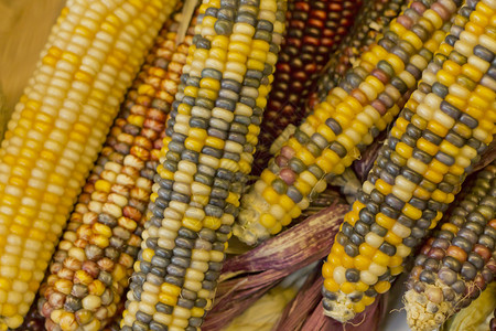 印度玉米干燥的装饰印度玉米用于秋季他背景图片