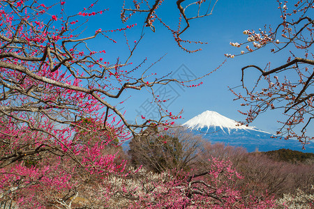 春天的梅花和富士山图片