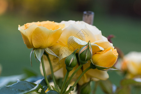 花园树枝上的黄玫瑰图片