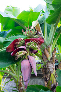 香蕉树上的一束香蕉花图片