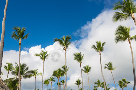 高大的绿色椰子树站在明亮的蓝色热带图片