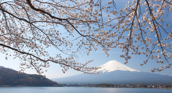 河口湖的樱花和富士山图片