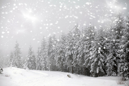 喀尔巴阡山脉针叶林的降雪图片