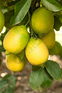 挂在树上的黄色柠檬特写图片