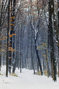 黄色的秋天森林覆盖着白雪图片