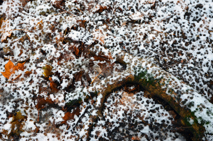 雨雪到树根图片
