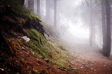 在雾和温暖的灯光下穿过森林的道路图片